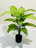 ❤️🌿 Luxury Botanical Plant with Red Veins