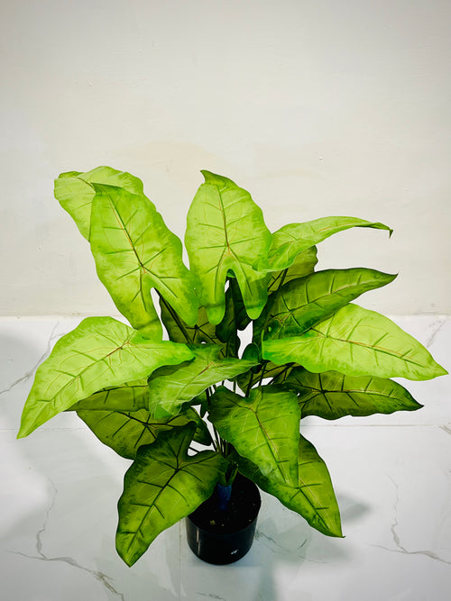 ❤️🌿 Luxury Botanical Plant with Red Veins