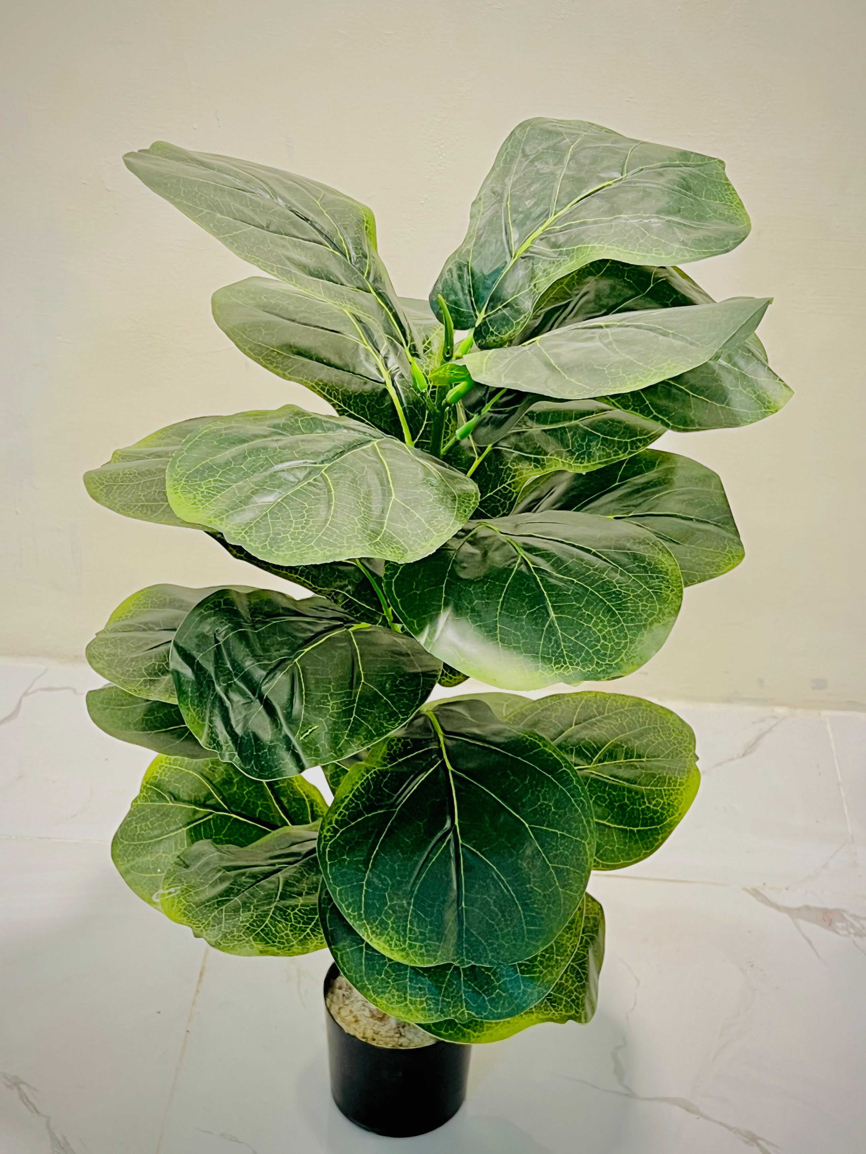 🌱 Premium Full Green Leaf Plant