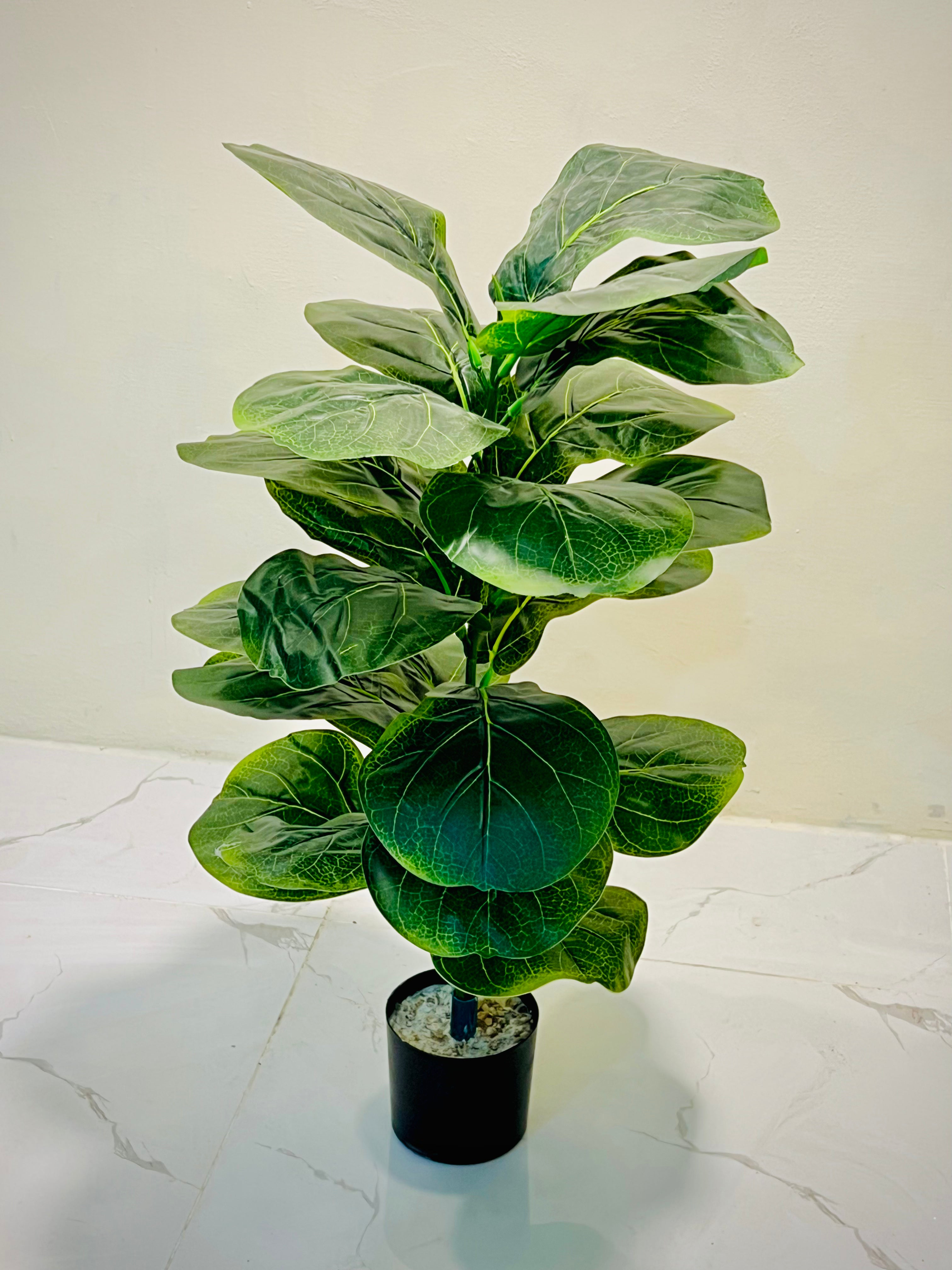 🌱 Premium Full Green Leaf Plant