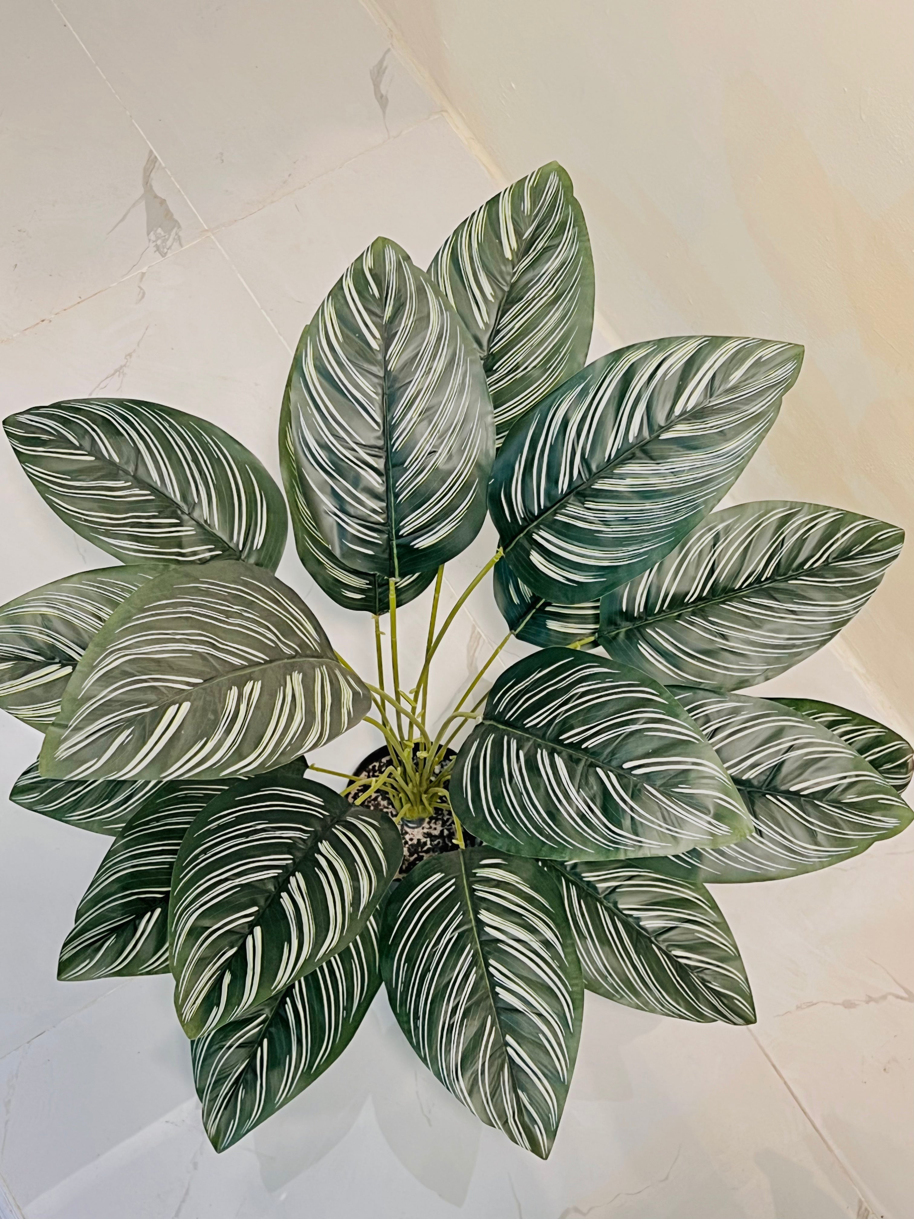 🌱 Dark Green White Aesthetic Plant