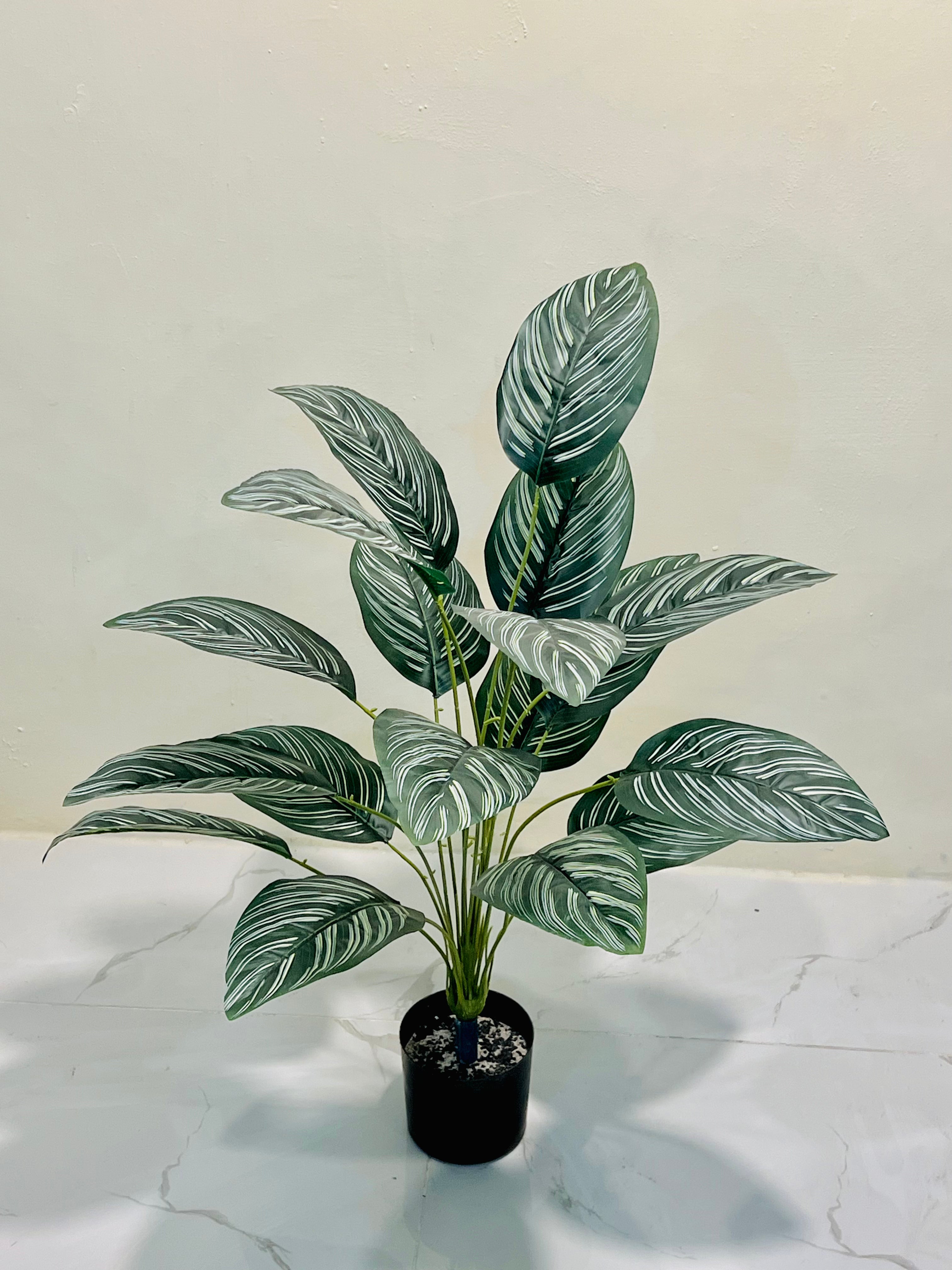 🌱 Dark Green White Aesthetic Plant